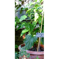 Sacha Inchi Seme - Cudesna Biljka Iz Amazona (Plukenetia volubilis)