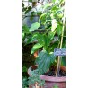 Sacha Inchi - Inka-Nuss Samen (Plukenetia volubilis) | 4,95 €