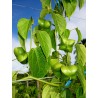 Sacha Inchi - Inka-Nuss Samen (Plukenetia volubilis) | 4,95 €