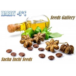 Price: €4.95 - Semillas de SACHA INCHI, MANÍ DEL INCA (Plukenetia volubilis) - 