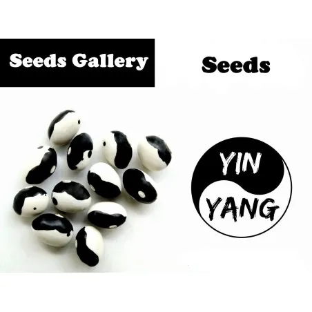 Seme Pasulja Orca, Yin Yang, Calypso