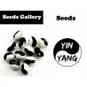 Seme Pasulja Orca, Yin Yang, Calypso