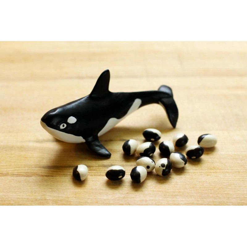 Price: €2.75 - Σπόροι Φασόλια Calypso - Orca - Yin Yang - Seeds Gallery