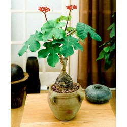 Buddha Belly Plant, Bottleplant Shrub Seeds (Jatropha podagrica)