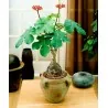 Semi di Jatropha podagrica