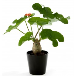 Graines de Plante Corail (Jatropha podagrica)