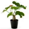 Semi di Jatropha podagrica