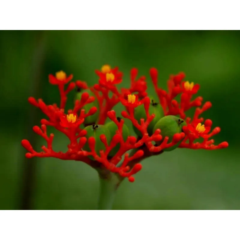 Semi di Jatropha podagrica