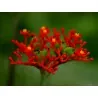 Semi di Jatropha podagrica