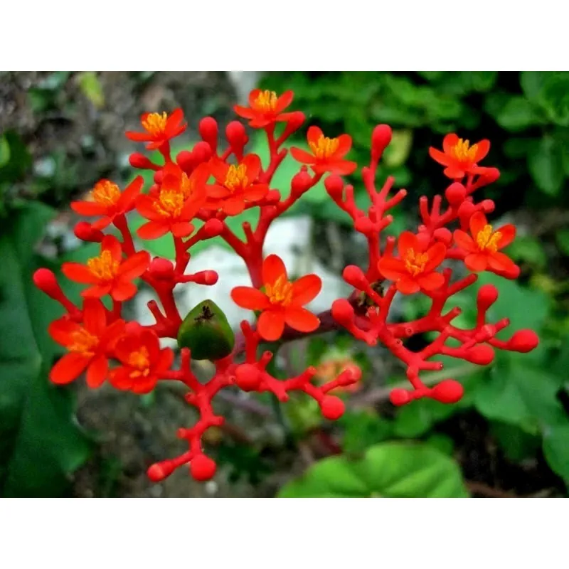 Semi di Jatropha podagrica