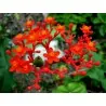 Semi di Jatropha podagrica