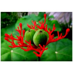 Koralno drvo Seme (Jatropha podagrica)