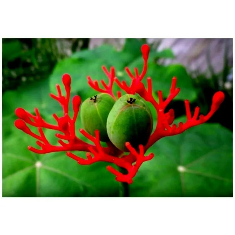 Semi di Jatropha podagrica