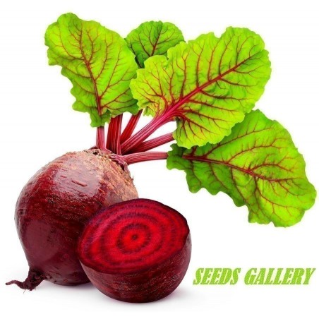 Beetroot 1000 Seeds - Egyptian