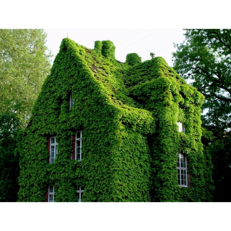 Price: €2.15 - Common Ivy, English Ivy, European Ivy Seeds (Hedera helix) - 