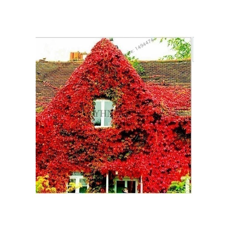 Price: €2.15 - Brsljan Seme (Hedera helix) - 