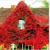 Common Ivy, English Ivy, European Ivy Seeds (Hedera helix)