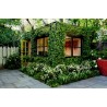 Price: €2.15 - Brsljan Seme (Hedera helix) - 
