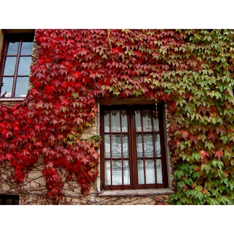 Price: €2.15 - Common Ivy, English Ivy, European Ivy Seeds (Hedera helix) - 