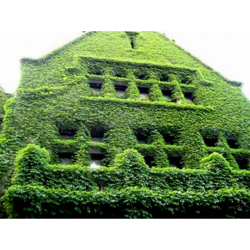 Price: €2.15 - Brsljan Seme (Hedera helix) - 