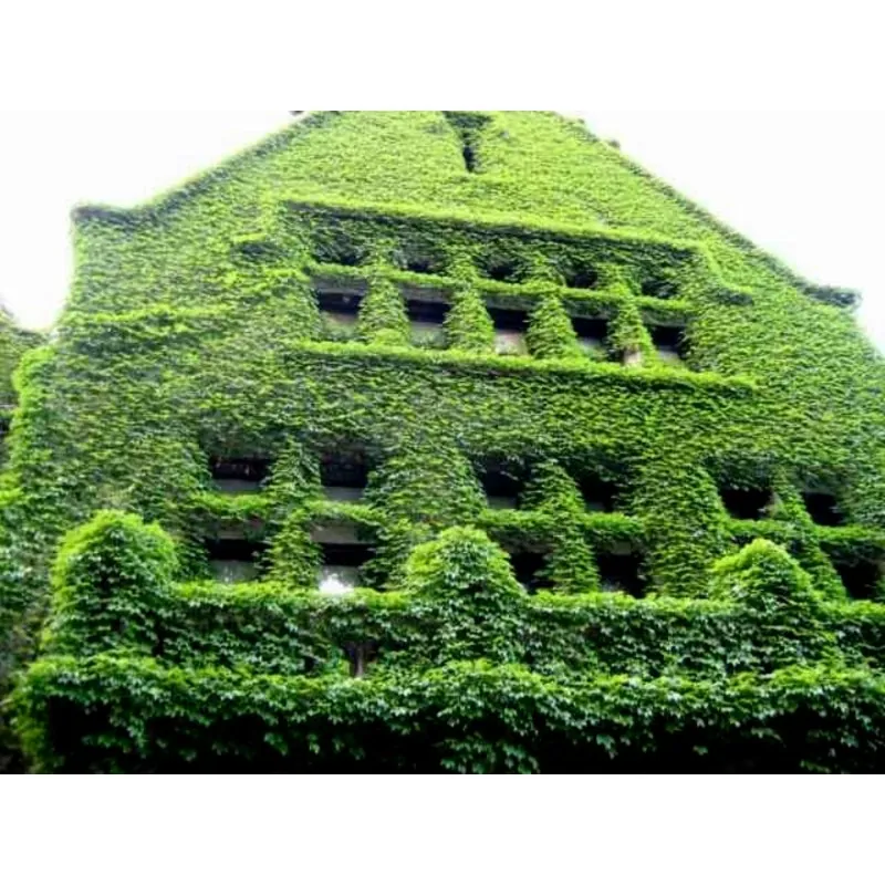 Common Ivy, English Ivy, European Ivy Seeds (Hedera helix)