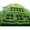 Common Ivy, English Ivy, European Ivy Seeds (Hedera helix)