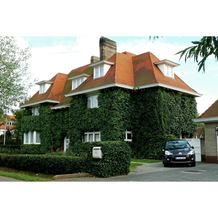 Bluszcz pospolity Bluszcz angielski Bluszcz europejski Nasiona (Hedera helix) - 1.935