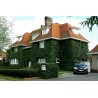 Price: €2.15 - Common Ivy, English Ivy, European Ivy Seeds (Hedera helix) - 