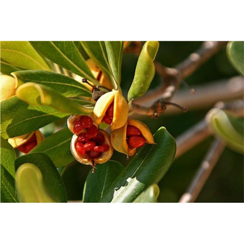 Price: €1.95 - Japanese Pittosporum Seeds (Pittosporum tobira) - 