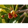 Price: €1.95 - Japanese Pittosporum Seeds (Pittosporum tobira) - 