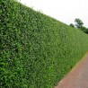 Price: €1.95 - Japanese Pittosporum Seeds (Pittosporum tobira) - 