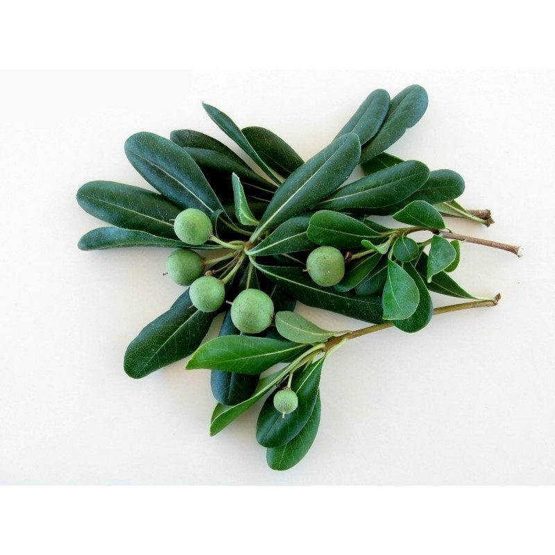 Price: €1.95 - Japansk Glansbuske Fröer (Pittosporum tobira) - 