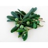 Price: €1.95 - Japanese Pittosporum Seeds (Pittosporum tobira) - 