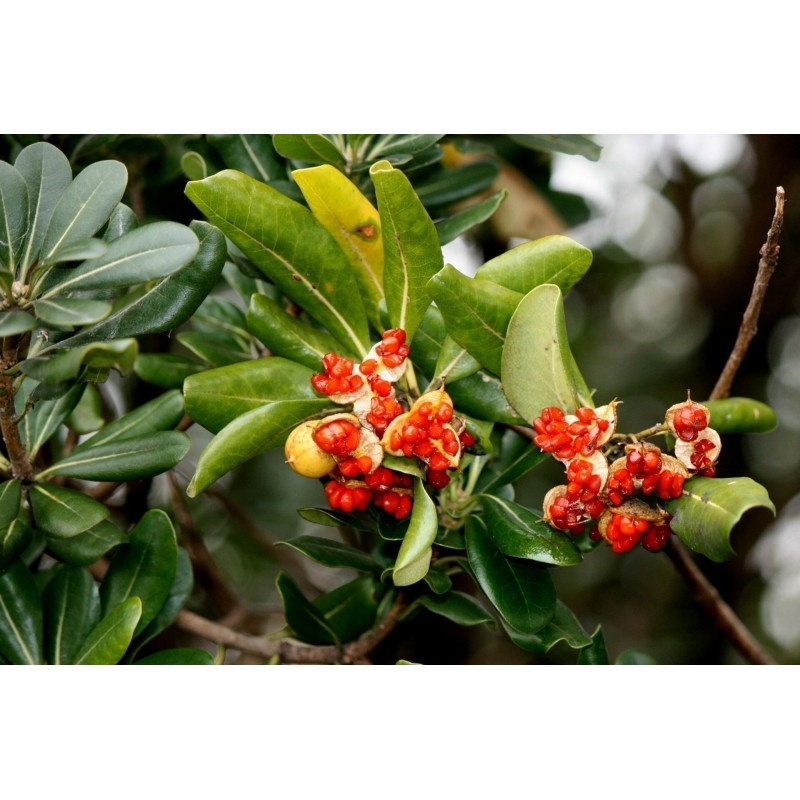 Price: €1.95 - Japanese Pittosporum Seeds (Pittosporum tobira) - 