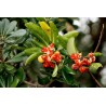 Price: €1.95 - Japanese Pittosporum Seeds (Pittosporum tobira) - 
