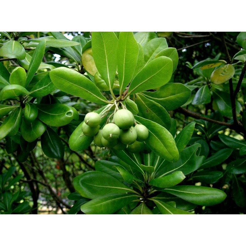 Price: €1.95 - Japanese Pittosporum Seeds (Pittosporum tobira) - 