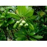 Price: €1.95 - Japanese Pittosporum Seeds (Pittosporum tobira) - 