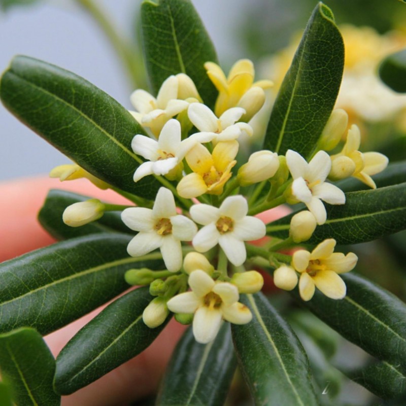 Price: €1.95 - Japanese Pittosporum Seeds (Pittosporum tobira) - 