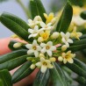 Price: €1.95 - Japanese Pittosporum Seeds (Pittosporum tobira) - 
