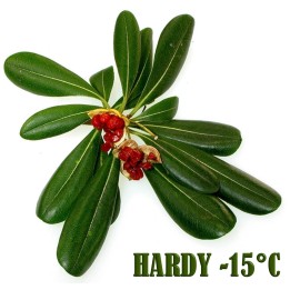 Japanese Pittosporum Seeds (Pittosporum tobira) - 1.755