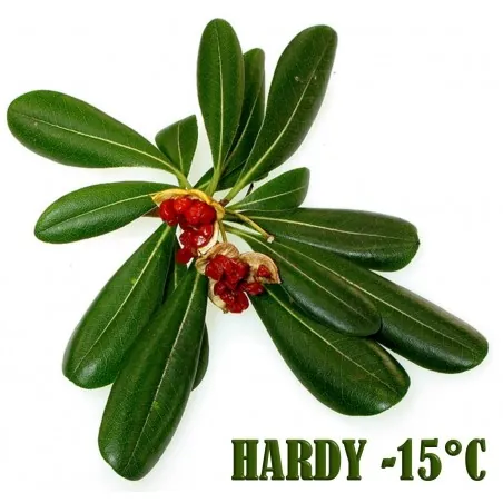 Price: €1.95 - Graines de Pittosporum Du Japon (Pittosporum tobira) - 