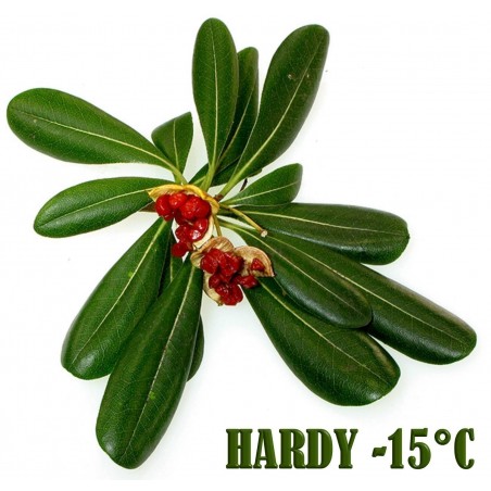 Price: €1.95 - Japanese Pittosporum Seeds (Pittosporum tobira) - 