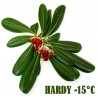 Price: €1.95 - Japanese Pittosporum Seeds (Pittosporum tobira) - 