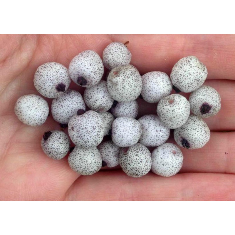 Midgen Berry Seeds (Austromyrtus dulcis) | €3.15