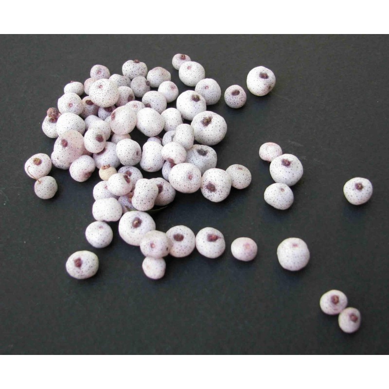 Midgen Berry Seeds (Austromyrtus dulcis) | €3.15
