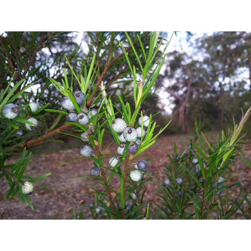 Midgen Berry Seeds (Austromyrtus dulcis) | €3.15