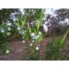 Midgen Berry Seeds (Austromyrtus dulcis) | €3.15