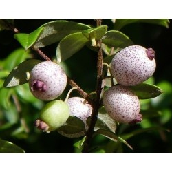 Semillas de Mirto dulce de Australia (Austromyrtus dulcis)