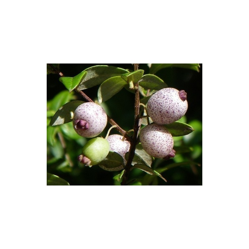 Midgen Berry Seeds (Austromyrtus dulcis) | €3.15