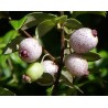 Midgen Berry Seeds (Austromyrtus dulcis) | €3.15